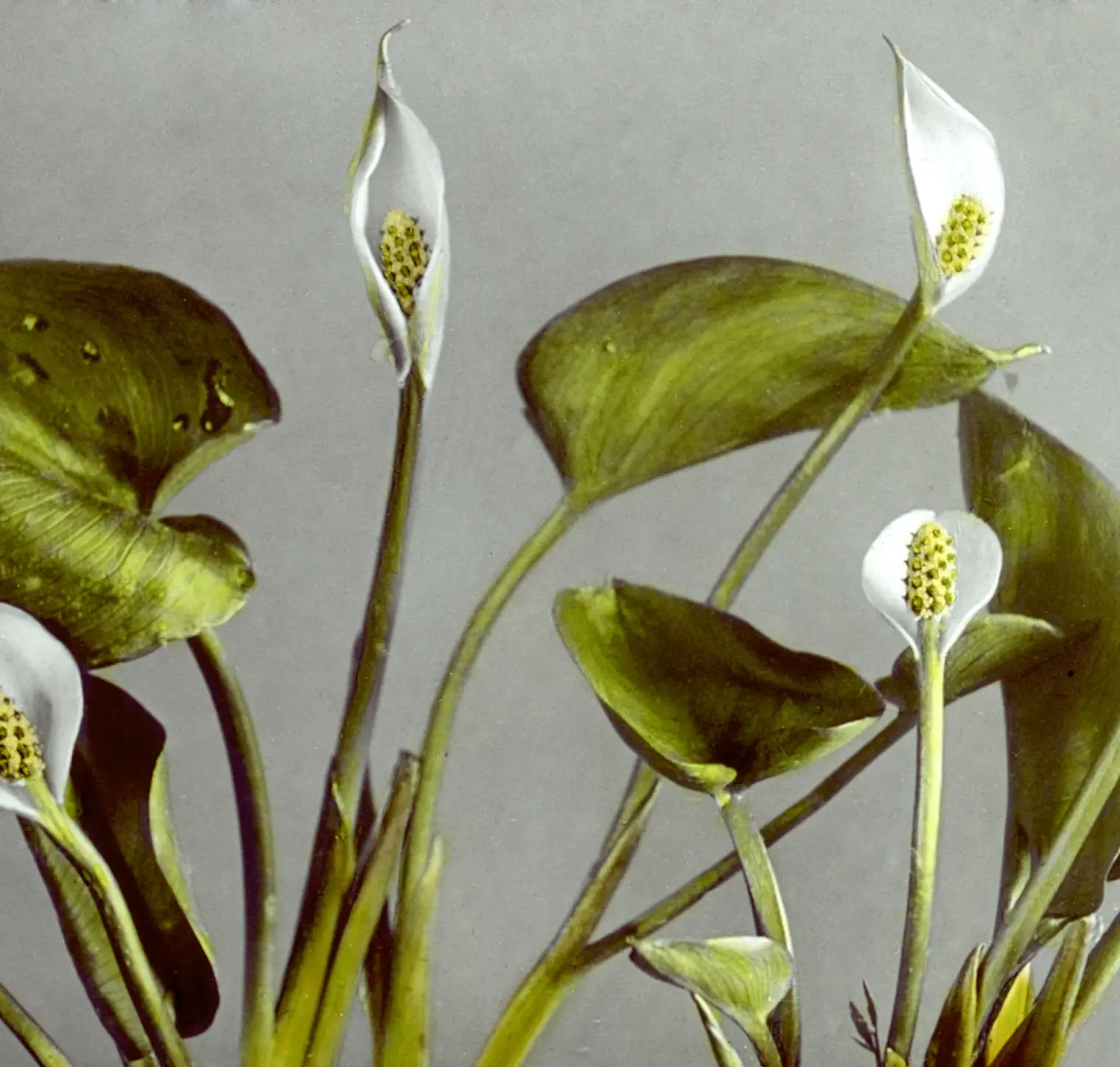 植物の花を写した写真